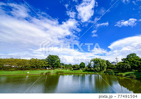 （埼玉県）真夏の西城沼と快晴の空 77491504