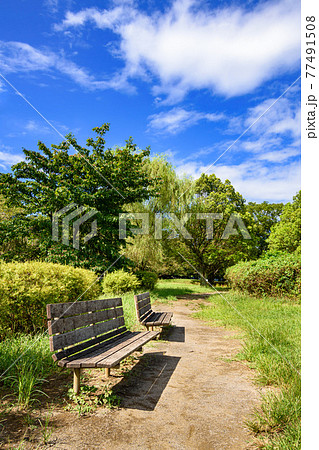 （埼玉県）真夏の公園のベンチと快晴の空 77491508