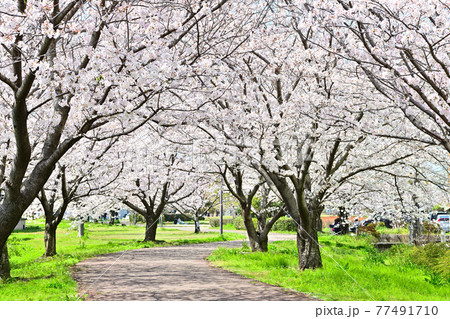 春の花　さくら 77491710