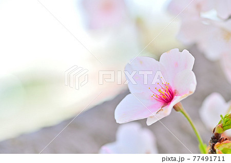 春の花　さくら 77491711
