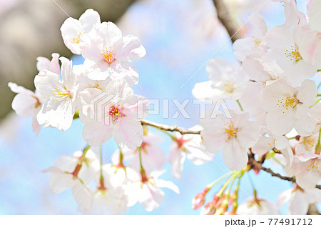 春の花 さくら 春の花 さくら 77491712