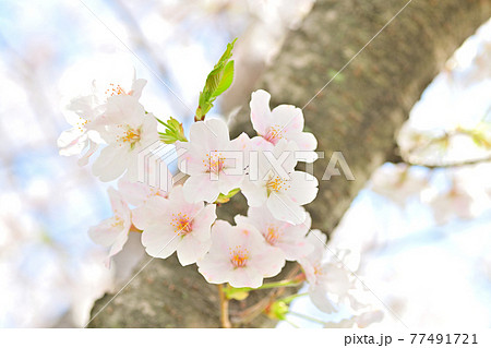 春の花 さくらの写真素材 春の花 さくらの写真素材
