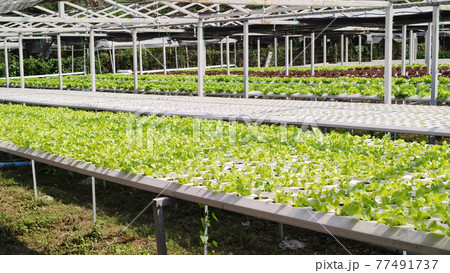 Hydroponic freshness vegetable in a garden, commercial farming Sustainable, advertisement backgrounds Hydroponic freshness vegetable in a garden, commercial farming Sustainable, advertisement backgrounds 77491737