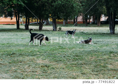A pack of stray dogs in the park. A pack of stray dogs in the park. 77491822