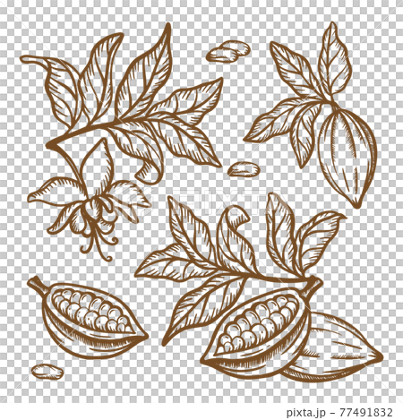 COCOA TREE BRANCHES Fruit Seeds And Leaves Of... - 스톡일러스트 [77491832 ...