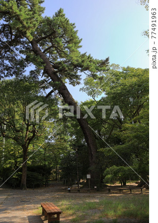 愛知　岡崎城 77491963