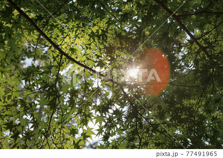 愛知 岡崎城 愛知 岡崎城 77491965