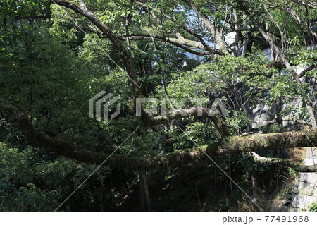 愛知　岡崎城 77491968