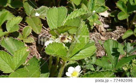 野苺の花を吸蜜するビロウドツリアブ 77492096