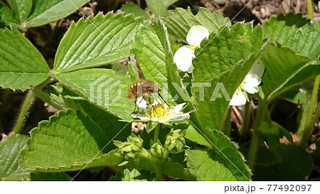 野苺の花を吸蜜するビロウドツリアブ 77492097