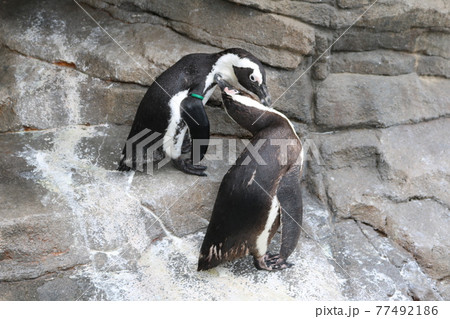 仲良しペンギンの写真素材 [77492186] - PIXTA