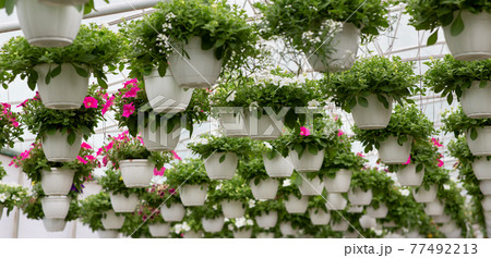 Beautiful flowers at shop. Gardening, cultivation decorative plants for sale and agricultural center Beautiful flowers at shop. Gardening, cultivation decorative plants for sale and agricultural center 77492213