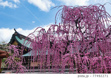 結城神社の枝垂れ梅 77492271