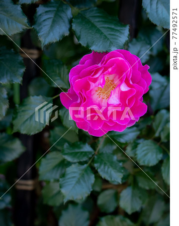 薔薇 薔薇 77492571