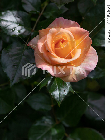 薔薇 77492604