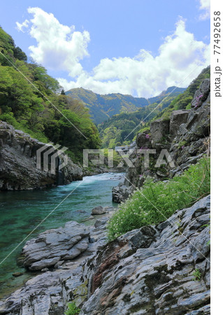 大歩危 美しい自然景観 新緑 (徳島県 三好市) 大歩危 美しい自然景観 新緑 (徳島県 三好市) 77492658