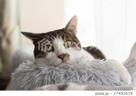 窓辺でくつろぐ猫 キジトラ猫 窓辺でくつろぐ猫 キジトラ猫 77492678