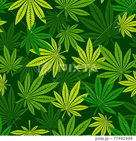 Cannabis leaf medical background. Seamless vector illustration Cannabis leaf medical background. Seamless vector illustration 77492898