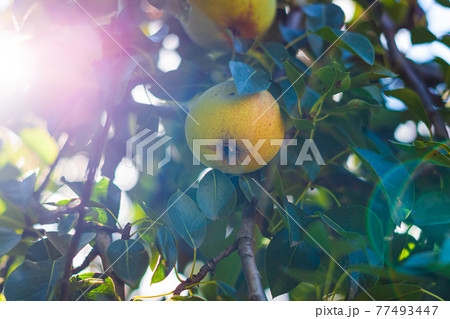 Pear tree with ripe fruits close up in sunlight. Fresh pears growing on branch in the garden with colorful sunbeams. Pear tree with ripe fruits close up in sunlight. Fresh pears growing on branch in the garden with colorful sunbeams. 77493447