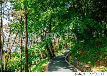 Jasan Park green forest road in Yeosu, Korea 77493514