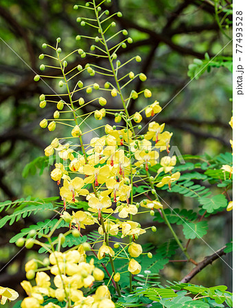 ジャケツイバラの美しい花 ジャケツイバラの美しい花 77493528