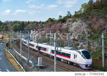 満開の梅咲く偕楽園と常磐線特急電車 満開の梅咲く偕楽園と常磐線特急電車 77493582