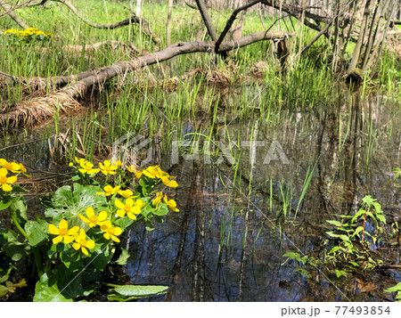 Spring yellow kaluzhnitsa marsh flowers in bloon in swampy forest Spring yellow kaluzhnitsa marsh flowers in bloon in swampy forest 77493854