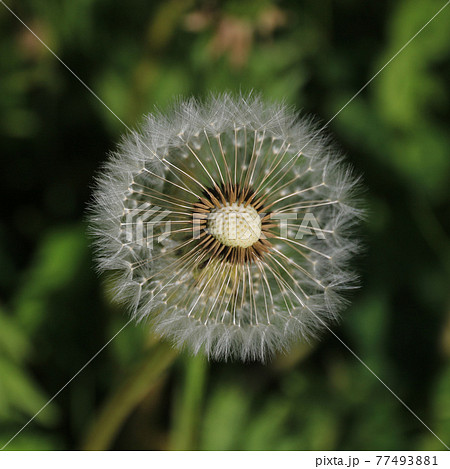 Flowered dandelion. Seeds. 77493881