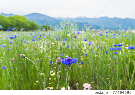 安曇野　ヤグルマギクの咲く草原 77494690