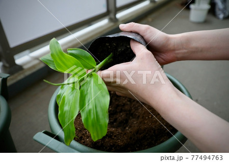 ミョウガ　苗 77494763