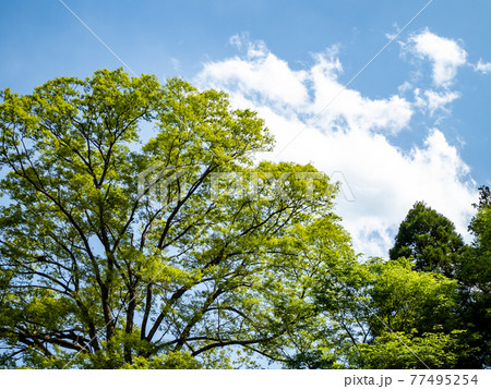青空を背景に美しい欅の新緑 77495254