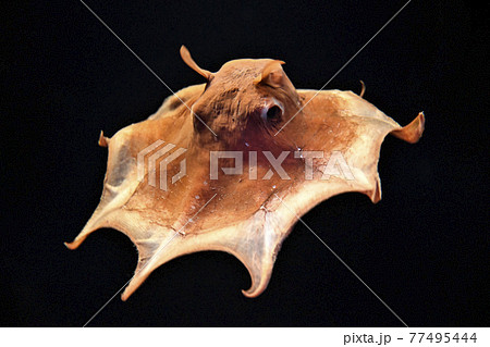 メンダコ（オオメンダコ） 77495444