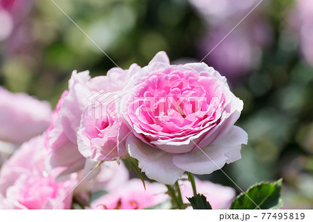 瑞々しいカラフルな満開の薔薇 77495819