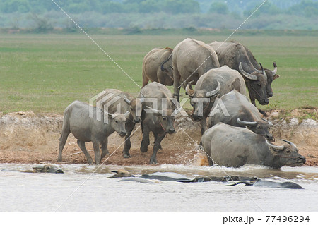 Buffalo swimming in the lake. Buffalo swimming in the lake. 77496294