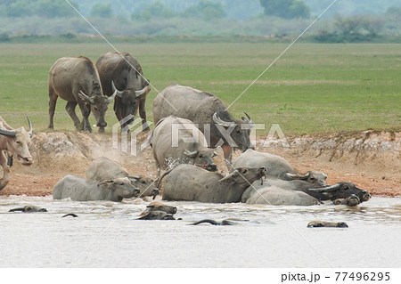 Buffalo swimming in the lake. Buffalo swimming in the lake. 77496295