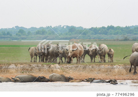 Buffaloes eating grass on grass field riverside. 77496296