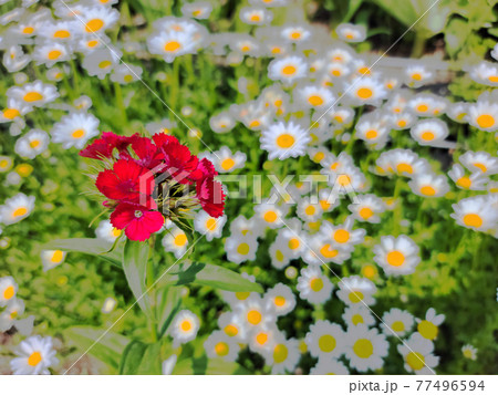 マーガレットに混ざるあざやかな赤いナデシコ マーガレットに混ざるあざやかな赤いナデシコ 77496594