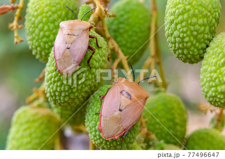 Brown marmorated stink bug (Halyomorpha halys) on green lychee fruits Brown marmorated stink bug (Halyomorpha halys) on green lychee fruits 77496647