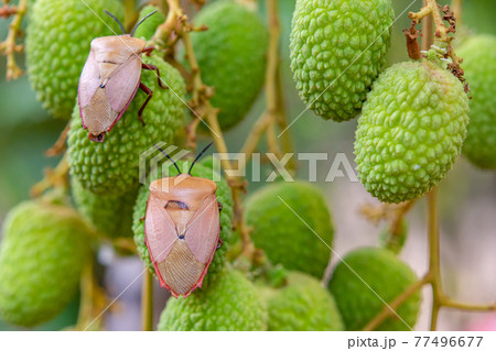 Brown marmorated stink bug (Halyomorpha halys) on green  lychee fruits 77496677