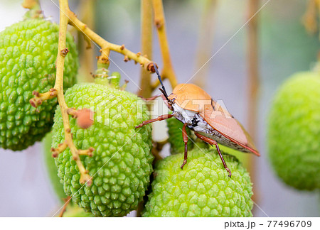 Brown marmorated stink bug (Halyomorpha halys) on green  lychee fruits 77496709