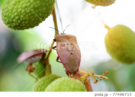 Brown marmorated stink bug (Halyomorpha halys) on green  lychee fruits 77496715