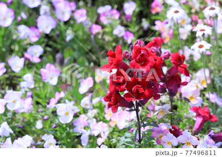 花 花 77496811