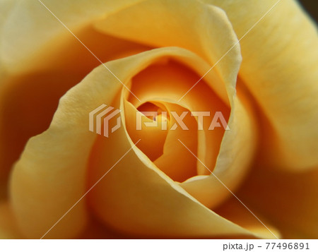 バラの花びら　【谷津バラ園にて】 77496891
