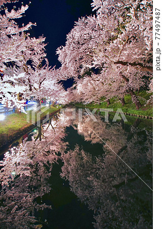 弘前公園　外濠沿い　桜ライトアップ　青森県弘前市 77497487