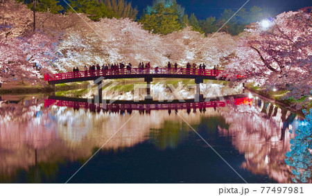 弘前公園　西濠　春陽橋　夜桜　ライトアップ　青森県弘前市 77497981