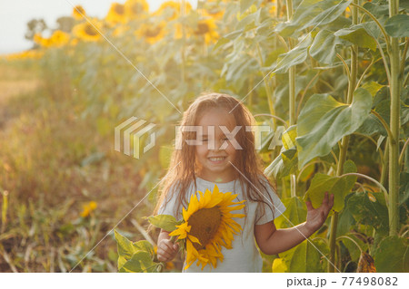 a little girl holds a large blooming sunflower. Yellow sunflower petals. A natural background associated with summer. preparing for the harvest a little girl holds a large blooming sunflower. Yellow sunflower petals. A natural background associated with summer. preparing for the harvest 77498082