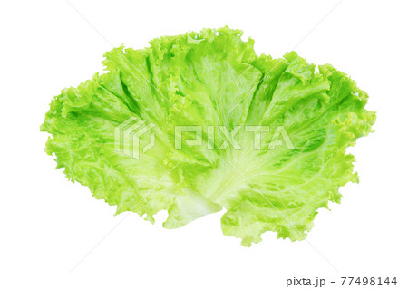 Lettuce. Salad leaf isolated on white background with clipping path 77498144