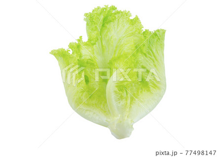 Lettuce. Salad leaf isolated on white background with clipping path Lettuce. Salad leaf isolated on white background with clipping path 77498147