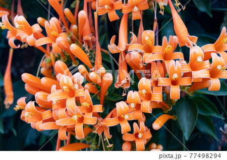 Orange flowers fire cracker vine, Flame flower, Flame vine, Orange trumpet 77498294