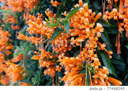 Orange flowers fire cracker vine, Flame flower, Flame vine, Orange trumpet Orange flowers fire cracker vine, Flame flower, Flame vine, Orange trumpet 77498295